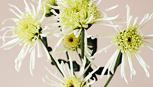 Геранилацетат 60