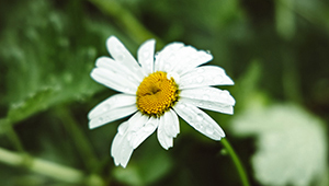 Геранилацетат 98