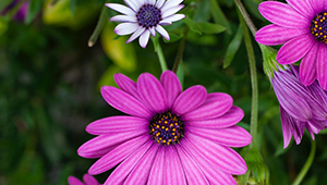 Альфа-ионон