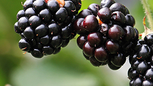 Изометилионон