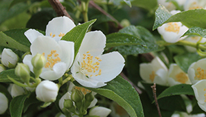 Тетрагидролиналоол