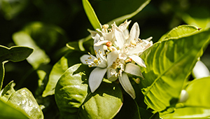 Метил дигидрожасмонат