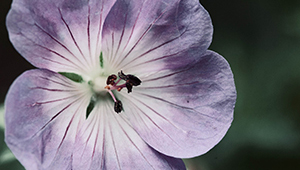 Цитронеллол