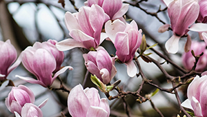 Цитронеллаль