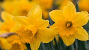 Цис-3-Гексенилсалицилат 